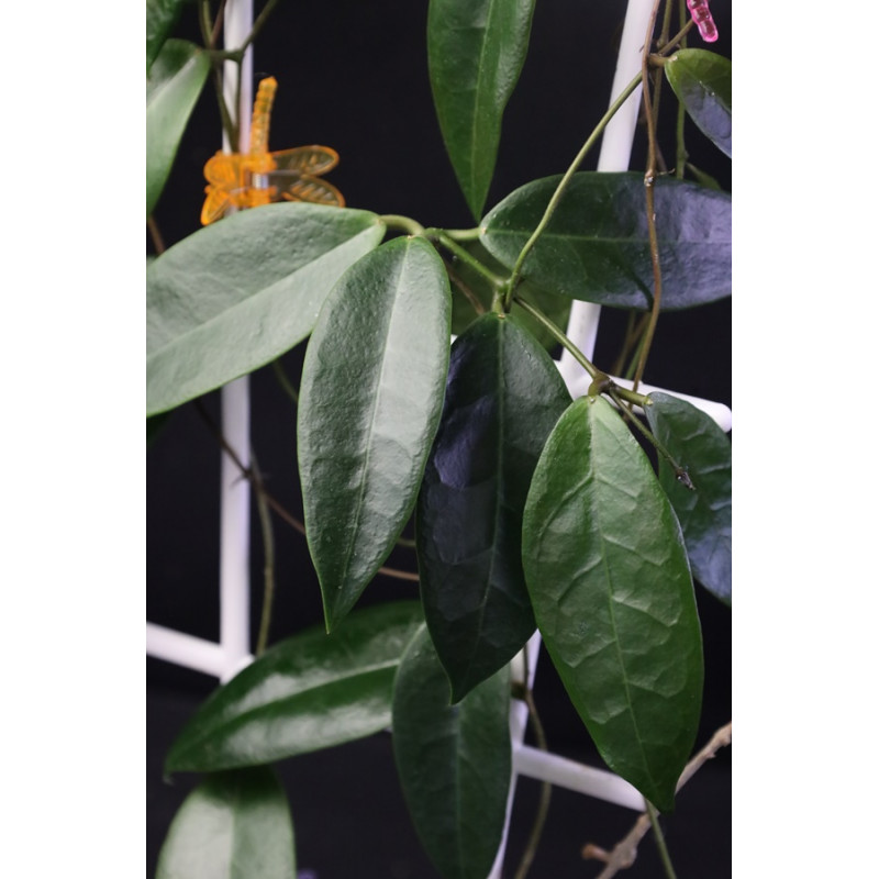 Hoya ischnopus sp. Sulawesi store with hoya flowers