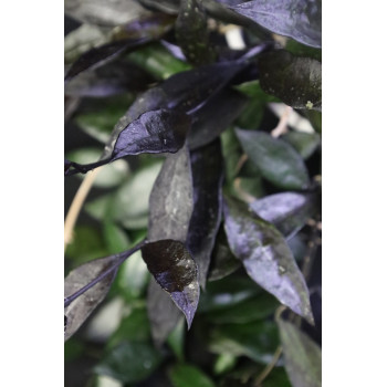 Hoya lacunosa 'Black Queen' sklep z kwiatami hoya