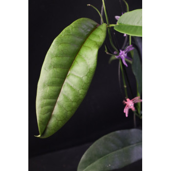 Hoya lucida sklep z kwiatami hoya