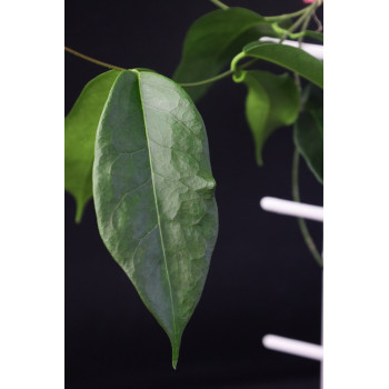 Hoya evelinae sklep internetowy