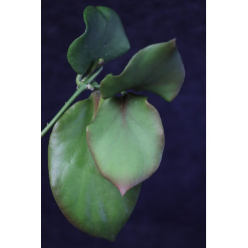 Hoya anulata of Papua store with hoya flowers