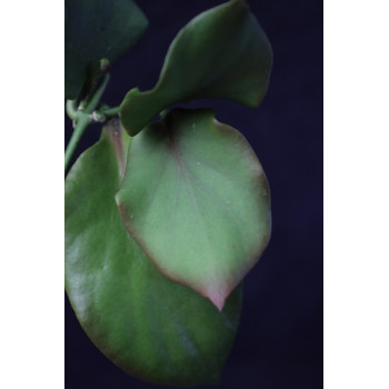 Hoya anulata of Papua store with hoya flowers