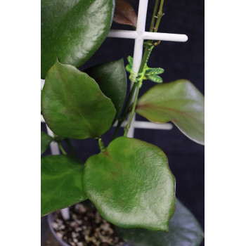 Hoya anulata of Papua store with hoya flowers