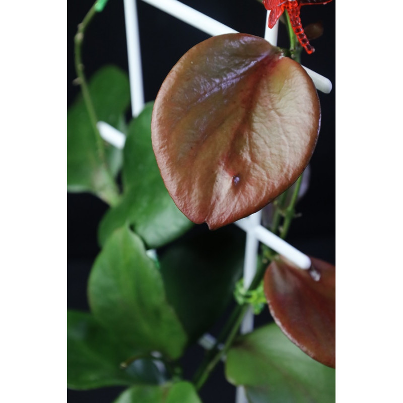 Hoya anulata of Papua store with hoya flowers