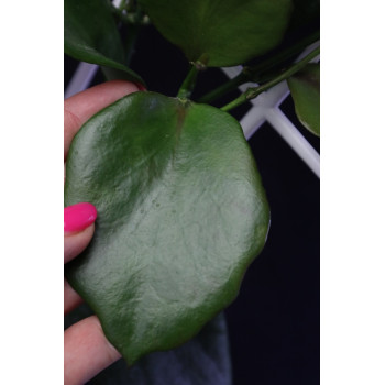 Hoya anulata of Papua store with hoya flowers