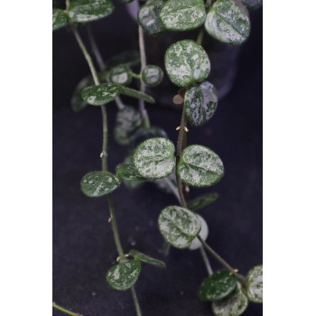Hoya serpens splash leaves sklep z kwiatami hoya