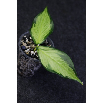 Hoya polyneura inner variegated sklep internetowy