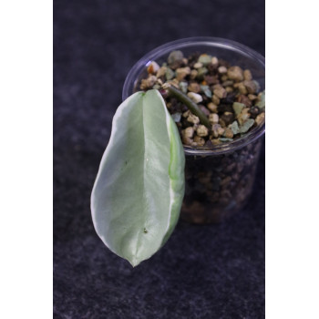 Hoya carnosa Argentea Picta - ukorzeniona sklep z kwiatami hoya