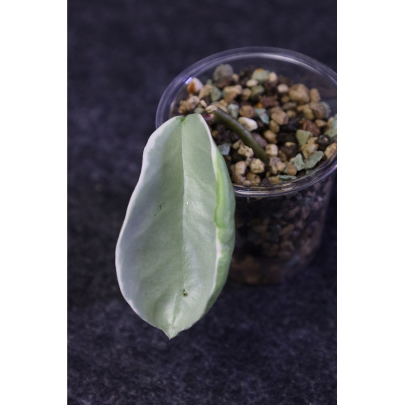Hoya carnosa Argentea Picta - ukorzeniona sklep z kwiatami hoya