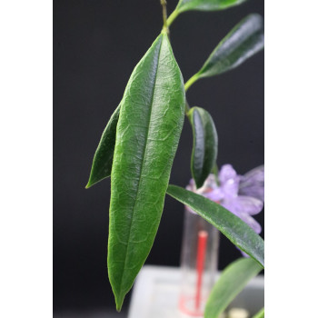 Hoya greenii store with hoya flowers