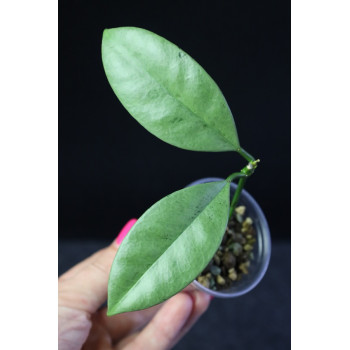 Hoya griffithii SILVER ( GHOST ) - rooted internet store