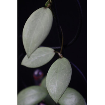 Hoya erythrostemma SILVER sklep z kwiatami hoya