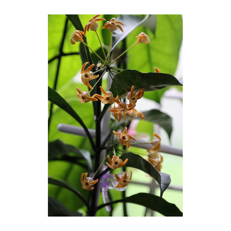 Hoya occultata ( orange flowers ) store with hoya flowers