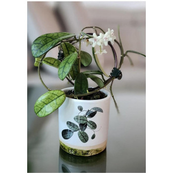 Hoya sichuanensis - rooted sklep z kwiatami hoya