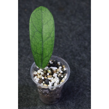 Hoya sichuanensis - rooted sklep z kwiatami hoya