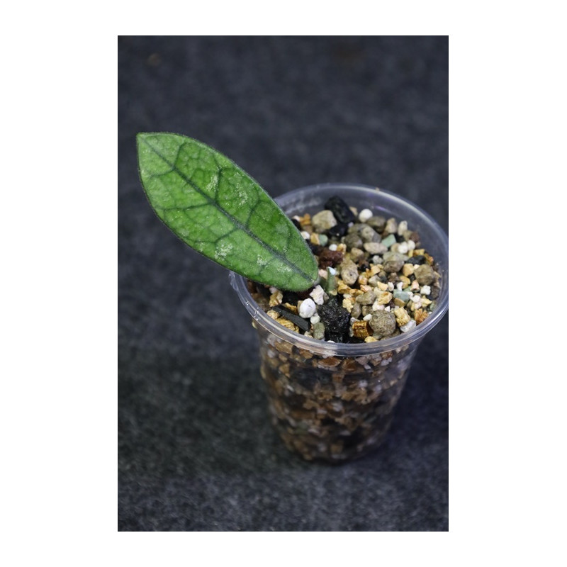 Hoya sichuanensis sklep z kwiatami hoya