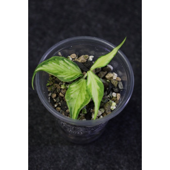 Hoya polyneura inner variegated - ukorzeniona sklep internetowy