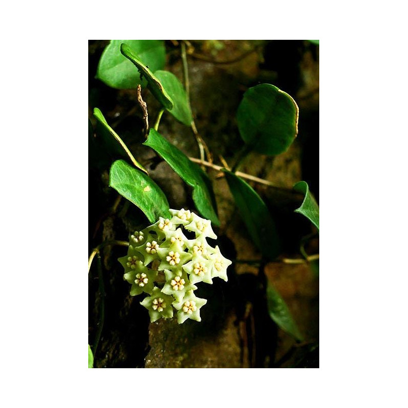 Hoya gaoligongensis sklep z kwiatami hoya
