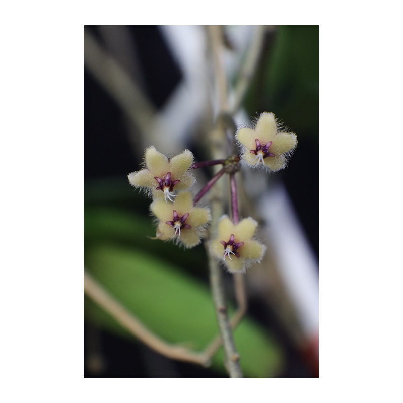 Hoya sumatrana store with hoya flowers