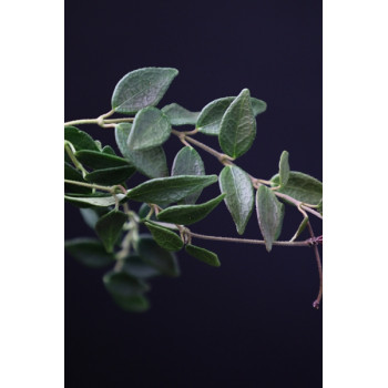 Hoya microphylla sklep z kwiatami hoya