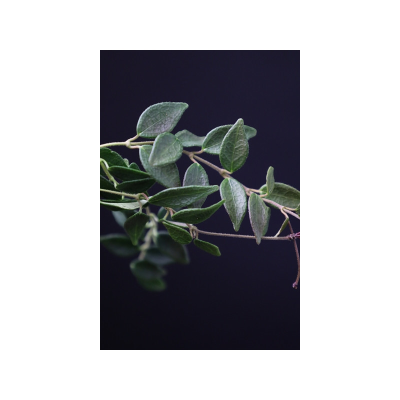 Hoya microphylla sklep z kwiatami hoya