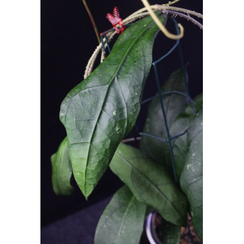 Hoya clemensiorum Long Pa Sia Borneo store with hoya flowers