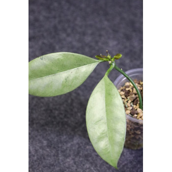 Hoya griffithii SILVER ( GHOST ) - ukorzeniona, rosnąca sklep internetowy