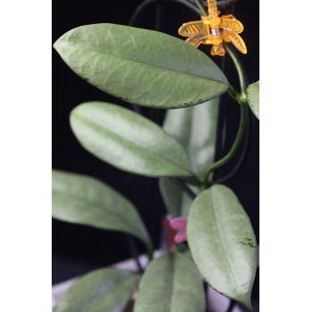Hoya griffithii SILVER ( GHOST ) sklep z kwiatami hoya
