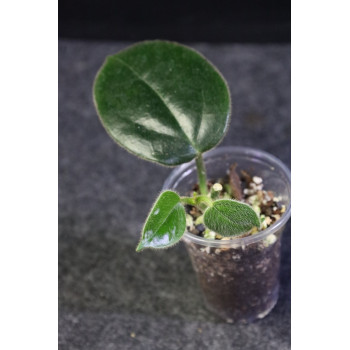Oreosparte sabahensis ( Hoya sp. Borneo AR 03 ) - ukorzeniona sklep internetowy