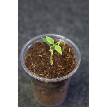 Hoya ex. solaniflora - ukorzeniona sklep internetowy