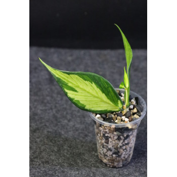 Hoya polyneura inner variegated - rooted, growing internet store