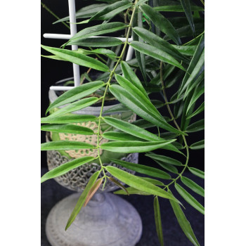 Hoya oligantha sklep z kwiatami hoya