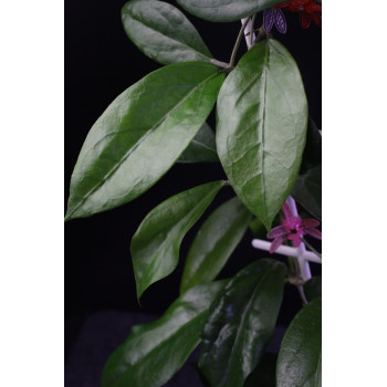 Hoya cv. Nifty sklep z kwiatami hoya