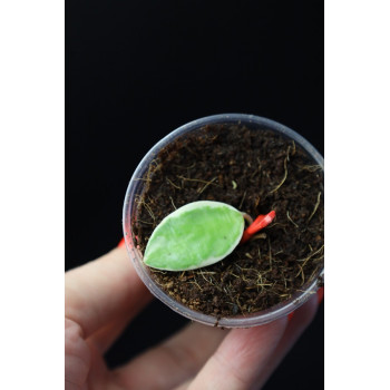 Hoya halophila albomarginata - ukorzeniona sklep internetowy
