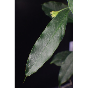 Hoya lockii YELLOW sklep z kwiatami hoya
