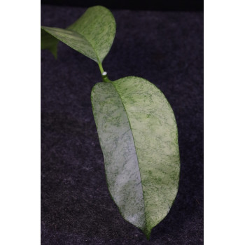 Hoya multiflora SILVER 'WonderPhil' - real photos internet store