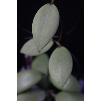 Hoya erythrostemma SILVER - real photos sklep z kwiatami hoya