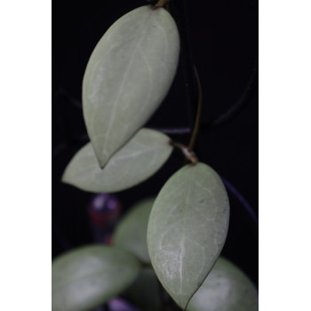 Hoya erythrostemma SILVER - real photos store with hoya flowers