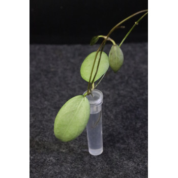 Hoya erythrostemma SILVER - real photos sklep internetowy