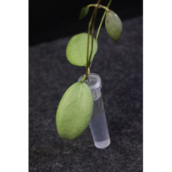 Hoya erythrostemma SILVER - real photos sklep z kwiatami hoya