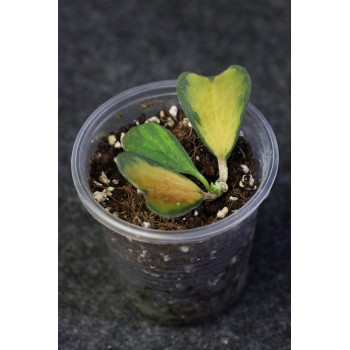 Hoya manipurensis 'Philo' ( variegated ) - ukorzeniona sklep internetowy