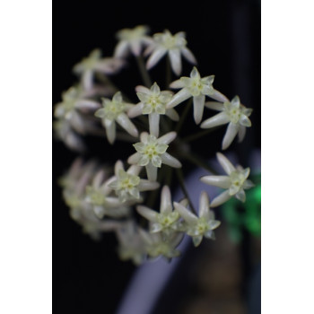 Hoya exilis - rooted store with hoya flowers