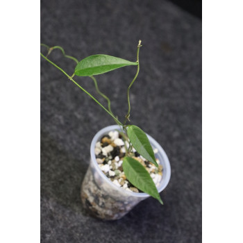 Hoya exilis - ukorzeniona sklep z kwiatami hoya