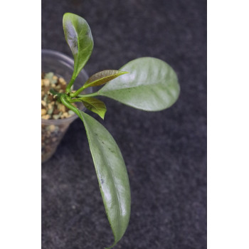 Hoya griffithii SILVER ( GHOST ) - ukorzeniona, rosnąca sklep internetowy