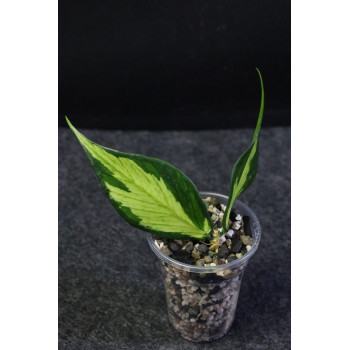 Hoya polyneura inner variegated - rooted internet store