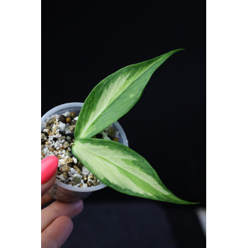 Hoya polyneura inner variegated - real photos sklep internetowy