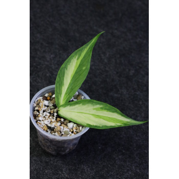 Hoya polyneura inner variegated - real photos sklep z kwiatami hoya