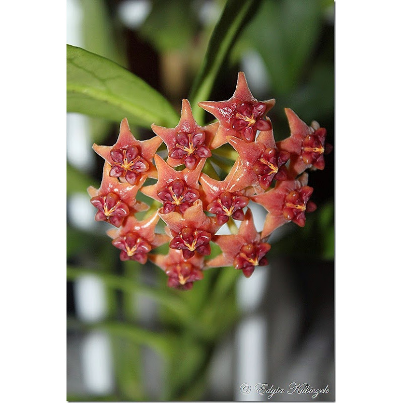 Hoya lazaroi AP1130 sklep z kwiatami hoya