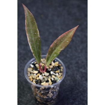 Hoya pubicalyx albomarginata - ukorzeniona sklep internetowy
