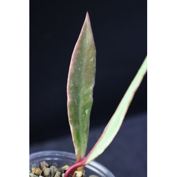 Hoya pubicalyx albomarginata - ukorzeniona sklep z kwiatami hoya